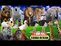 Download Lagu 1 Jam‼️Suara hewan Singa, Sapi, Kucing, Gajah, Kelinci, Angsa, Burung, Beruang, Badak, Kuda