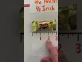 Measuring to the Nearest Inch