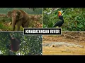 Borneo’s Kinabatangan River – 3D2N Wildlife Adventure \u0026 Big 5 Sightings