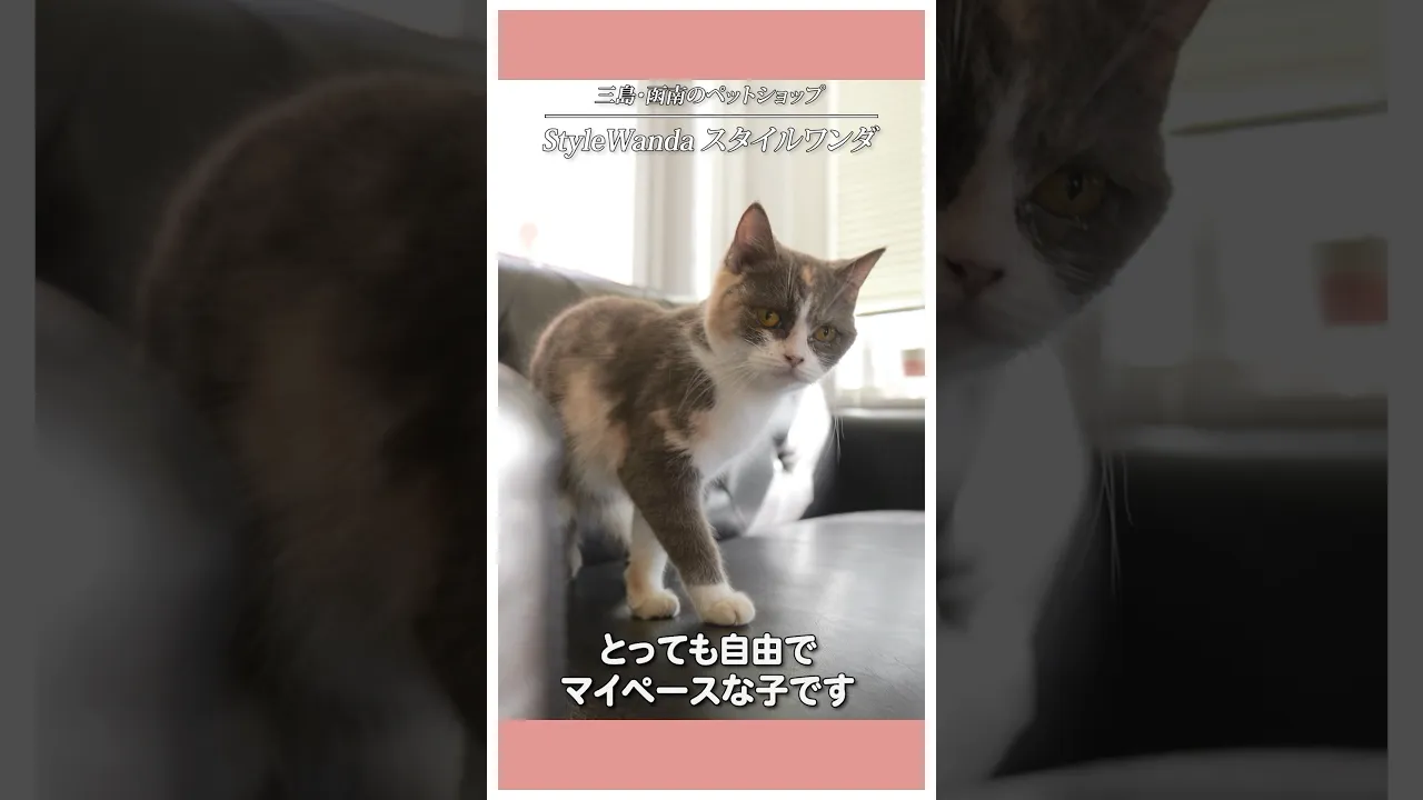 動画