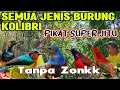 Download Lagu Mp3 Pikat Semua Burung Kecil Kolibri Paling Ampuh di Tahun 2024❗