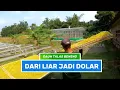 Download Lagu Daun Talas Beneng Dari Liar Jadi Dolar | CUAN BOSS (11/05/25)