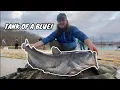BIG PIGS AT SHORTY S PAYLAKE A great day full of BIG fish