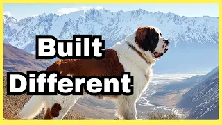 The Presence of a Saint Bernard.