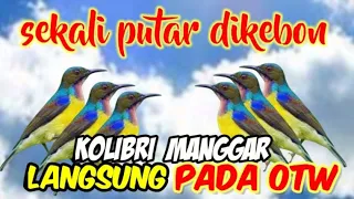 Download Suara pikat Kolibri Kelapa/Manggar||Suara Kolibri Ribut MP3