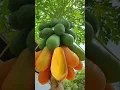 Download Lagu Short#fruits #mamão#papaya#shortviral