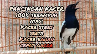 pancingan terampuh kacer stres kacer bahan cepat gacor