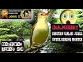Download Lagu Masteran Burung Fighter Juara - Masteran Kasar Untuk Burung Kontes