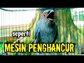 Download Lagu srigunting abu abu gacor AMPUH buat PANCINGAN srigunting abu biar bunyi | burung srigunting gacor