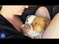 Download Lagu She Adopted Shrimp The Rescue Dog And Ended Up With A Mini Zoo Of Love