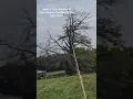 Jose s Tree Service In Eden North Carolina