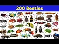 Download Lagu Soorten kevers | 200 verbazingwekkende namen van kevers die je moet kennen | Deel 1