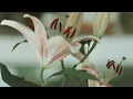 Gilded Lily - Cults