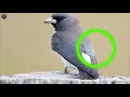 Download Lagu PIKAT SUARA BURUNG KEKEP BABI
