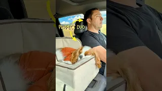 The perfect road trip duo: one navigating the journey, the other dreaming of the next adventure.