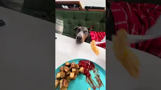 Breakfast with Violet . #fyp #sailing #doberman #pets #food