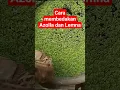 Lagu Cara membedakan Azolla dan Lemna