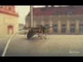 Juan Luis Guerra — “Las Avispas” (English Translation)