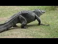 mother alligator protects her baby