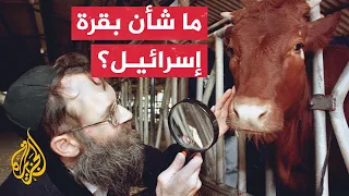 الصهيونية الدينية وخرافات هدم المسجد الأقصى تعرف على قصة البقرات الحمراء في الدين اليهودي 