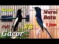 Download Lagu Suara Gacor Kacer Vs Murai Batu Untuk Isian.