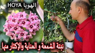 نبتة الشمعة زراعة نبات الهويا و رعايتها و طرق الإكثار منها Hoya Carnosa 
