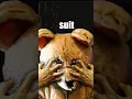 Download Lagu THE BEAR SUIT INCIDENT 🐻