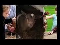 Hidden Acres rescue