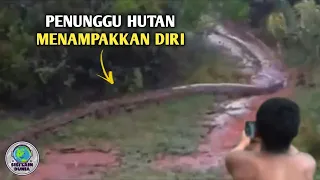 awalnya dikira batang pohon pemuda ini ketakutan saat tau ternyata itu ular raksasa melintas