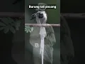 Download Lagu Burung tali pocong #shorts #animals #burung