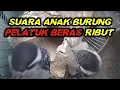 Download Lagu Suara anak pelatuk beras ribut (pikat burung pelatuk)