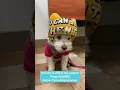 Emma in PAWNIX at her favorite Veterinarian