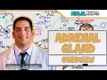 Endocrinology Adrenal Gland Overview