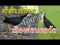Download Lagu เสียงนกกวัก เสียงต่อ! ชัดๆ เข้าดีเหลือเชื่อ