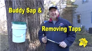 Buddy Sap Removing Taps End of Maple Season - when is it time to stop collecting sap