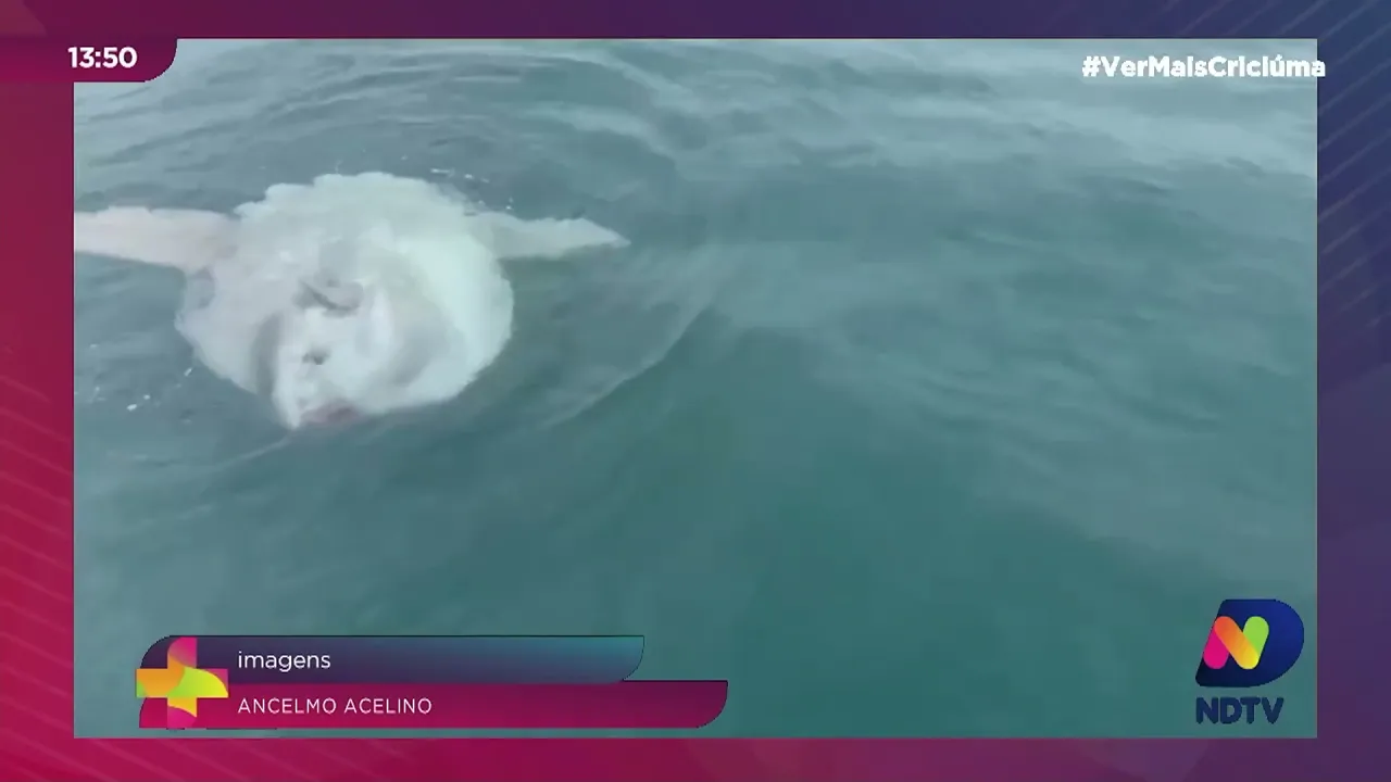 Pescadores encontram peixe-lua gigante no Litoral Sul de SC