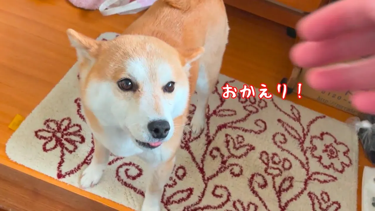お出迎えを缺かさない柴犬