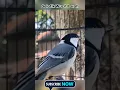 Download Lagu Gelatik batu gacor parah abis #glatikbatu #glatikbatu #birds #birdsounds #cendrawasih #shortsvideo