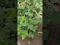 Uitgebloeide scheuten afgeknipt bij de Nagelkruid Geum Coccineum Borissii #tuiniertips