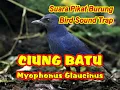 Download Lagu SUARA BURUNG CIUNG BATU PIKAT | BURUNG CIUNG BATU PIKAT