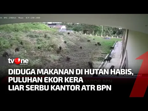 Kawanan Kera Liar Serbu Kantor BPN di Pasangkayu