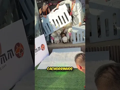 Você consegue achar a Belinha?