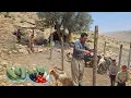 A hard day with the Zagros nomads Building shelters for goats and collecting firewood