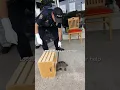 Download Lagu Police Officer Struggles To Help Snapping Turtle