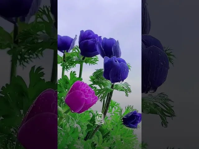 ⁣سلام أيها الزهراء .. يفوح من الشذى عطرا  #جامعة_آل_البيت_العالمية #اكسبلور #لايك #ترند