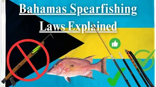 Bahamas Spearfishing Laws Explained [Conch, Lobster, Hogfish, Nassau and Goliath Grouper, Shark…