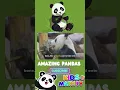 All About Pandas For Kids