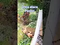 onça ataca Pastor Alemão #animals #nature #africa #amazonia #biology #once #shorts