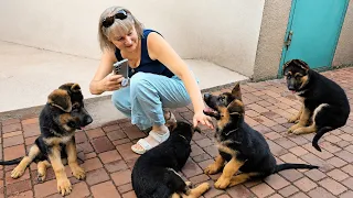 🤣🤩This yard is full of fluffy happiness! Cute little German Shepherd puppies are playing happily.