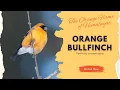 Lagu Orange Bullfinch | The Orange Flame of the Himalayas #birds #wildlife #trending #bullfinch